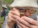 Une personne ressource observe les sporophytes d'une hépatique. - Photo : Carole Beauchesne