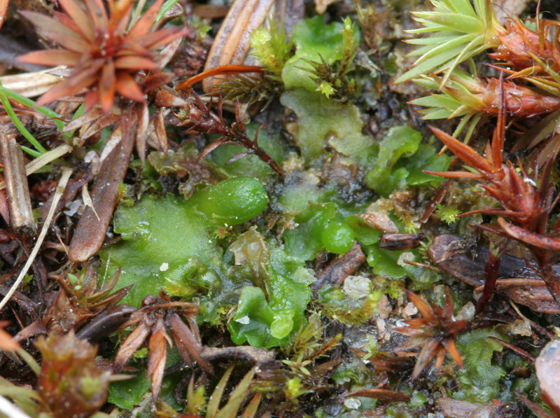 Aneura pinguis