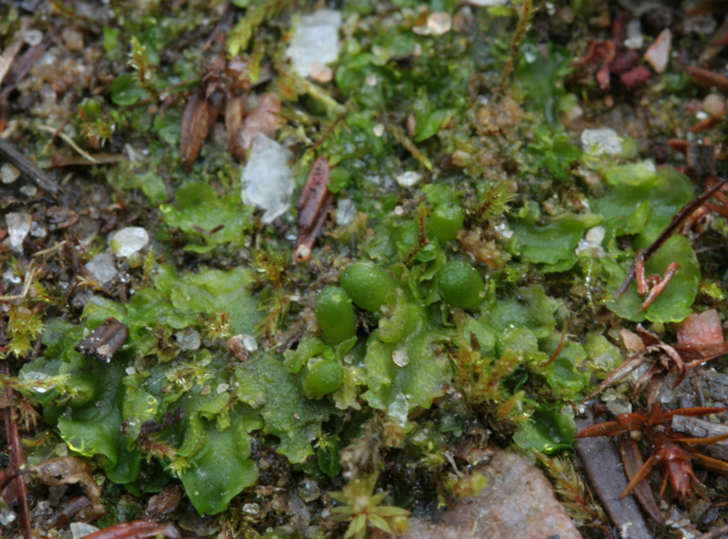 Aneura pinguis