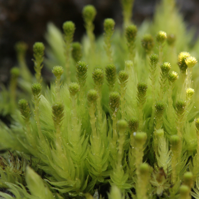 Aulacomnium palustre