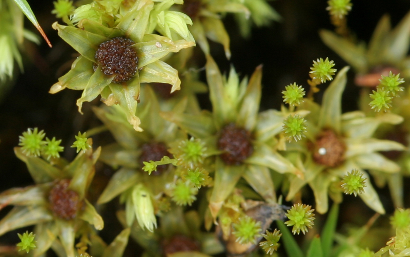 Aulacomnium palustre