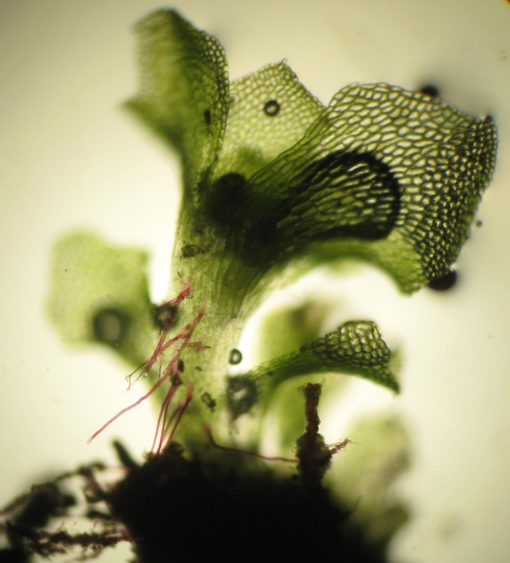 Fossombronia wondraczekii
