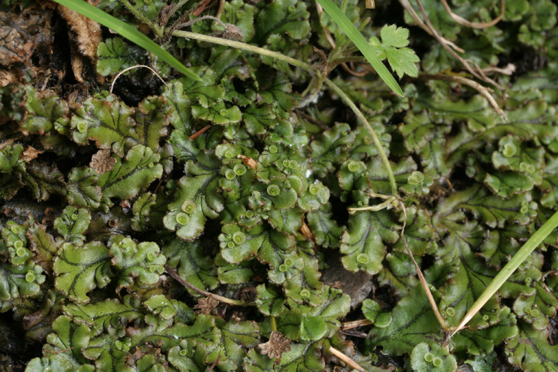 Marchantia polymorpha subsp. polymorpha