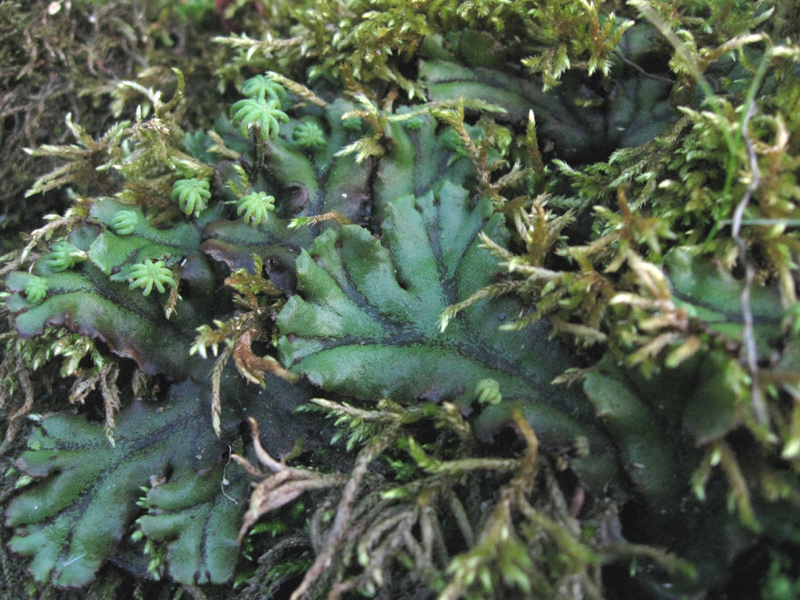 Marchantia polymorpha subsp. polymorpha