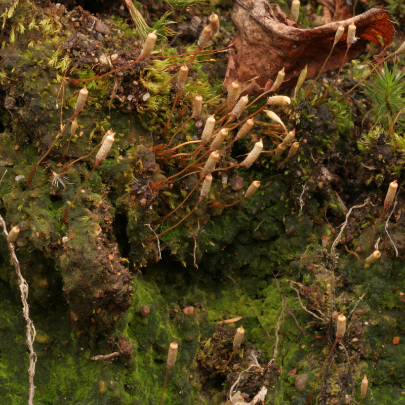 Pogonatum pensilvanicum