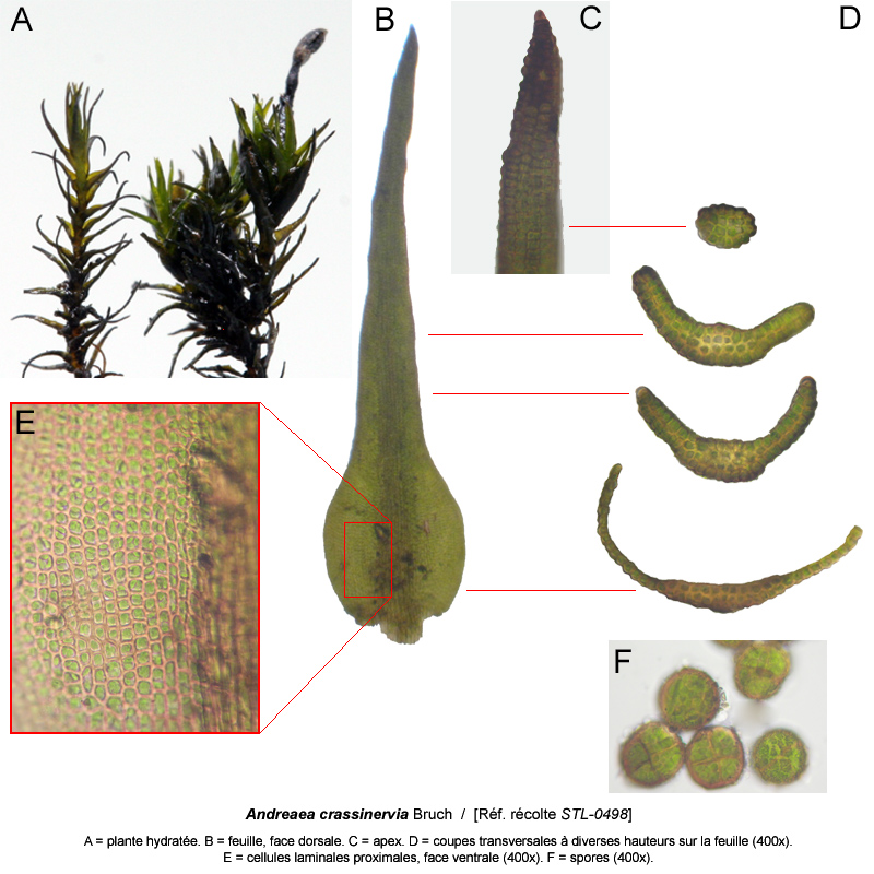 Andreaea crassinervia