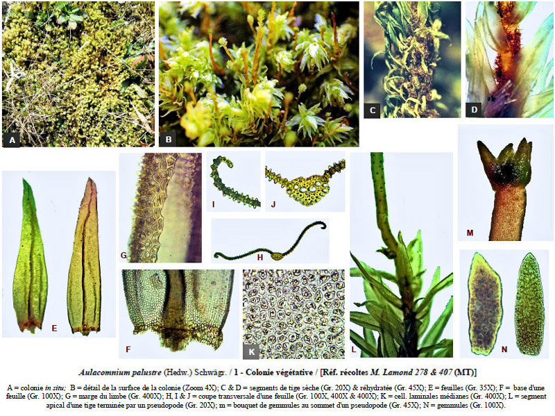 Aulacomnium palustre