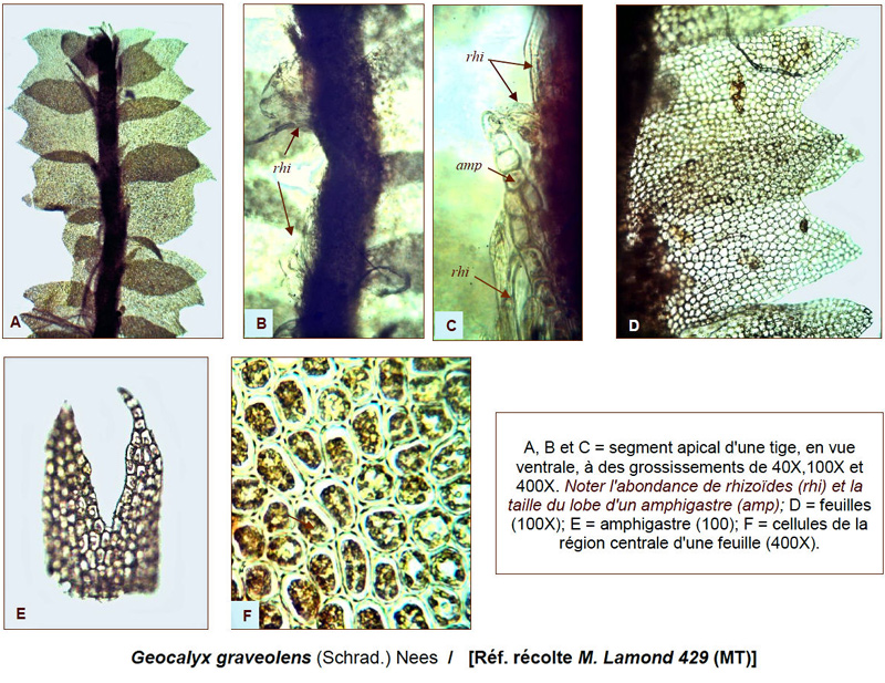 Geocalyx graveolens