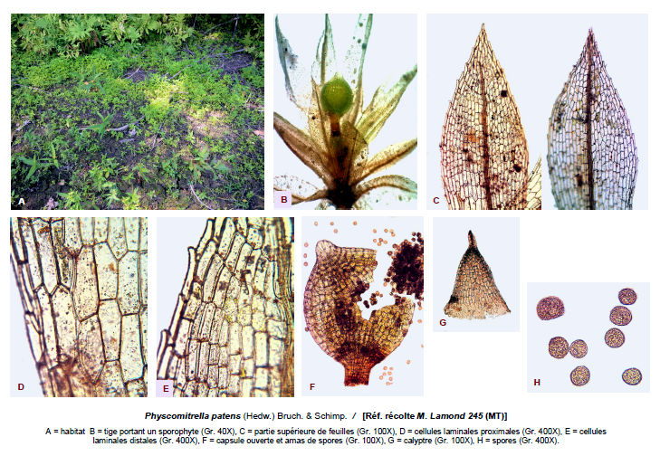 Physcomitrium patens
