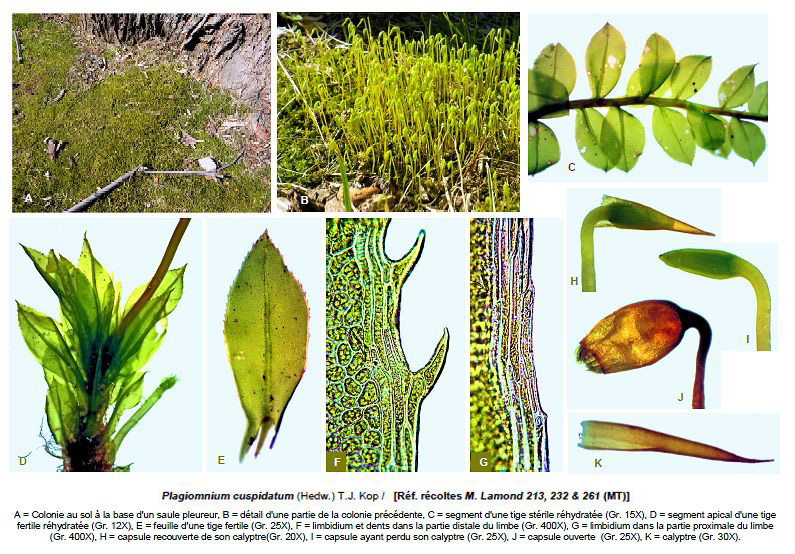 Plagiomnium cuspidatum