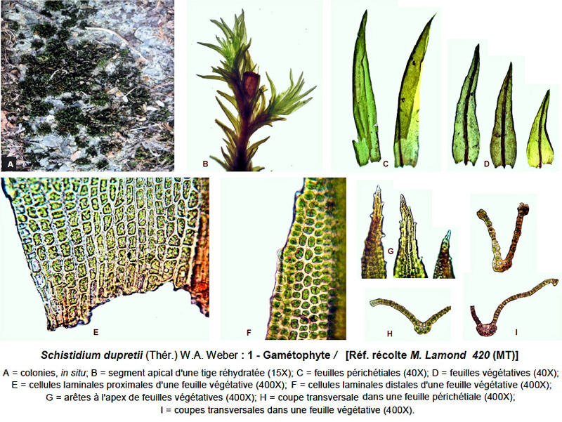 Schistidium dupretii