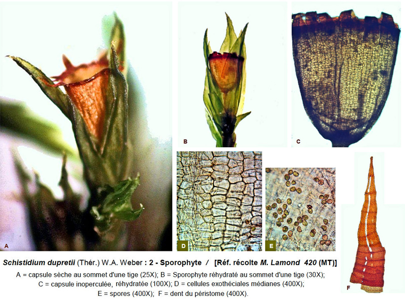 Schistidium dupretii