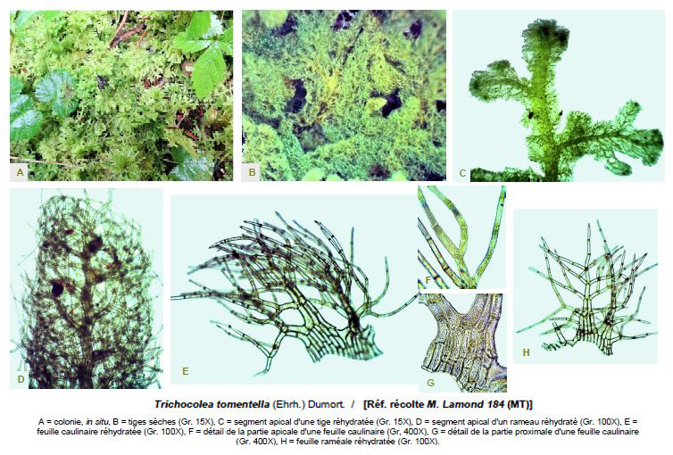 Trichocolea tomentella