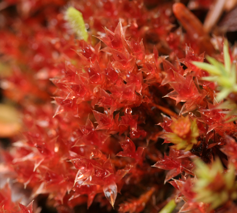 Bryum pallens
