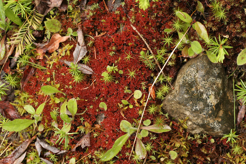 Bryum pallens