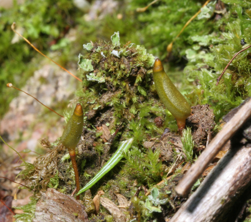 Buxbaumia piperi