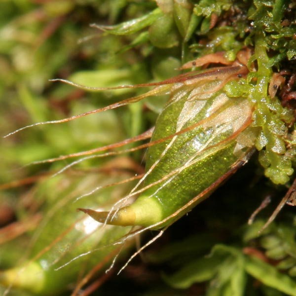 Diphyscium foliosum