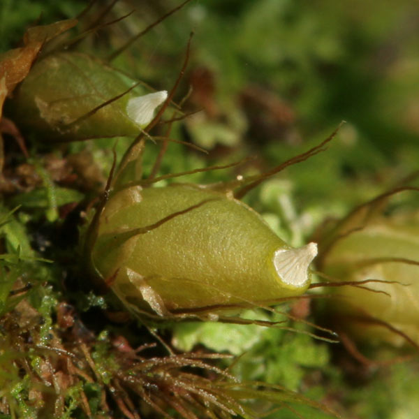 Diphyscium foliosum
