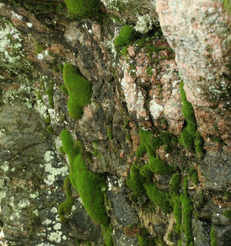 Distichium capillaceum