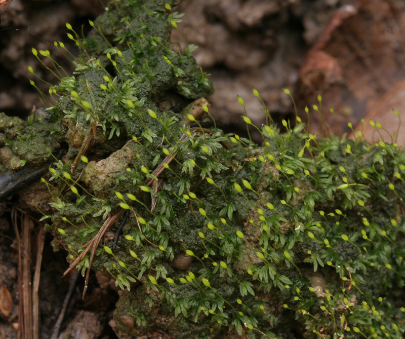 Fissidens exilis