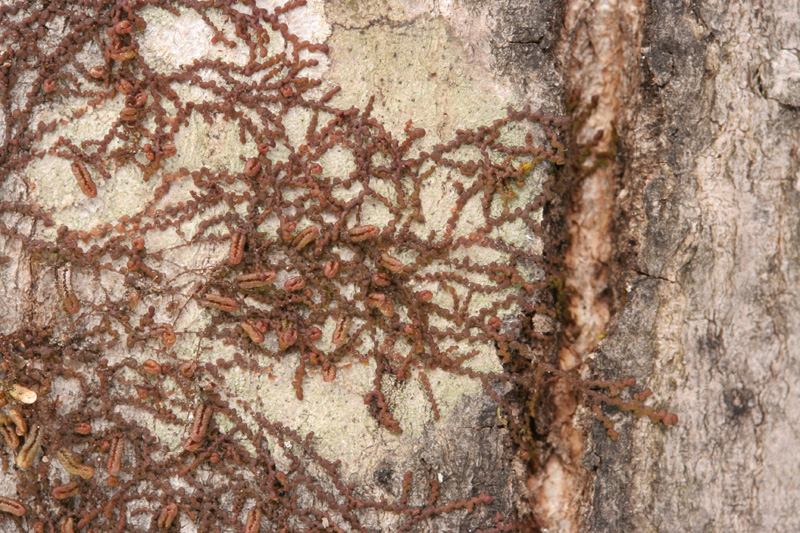 Frullania eboracensis