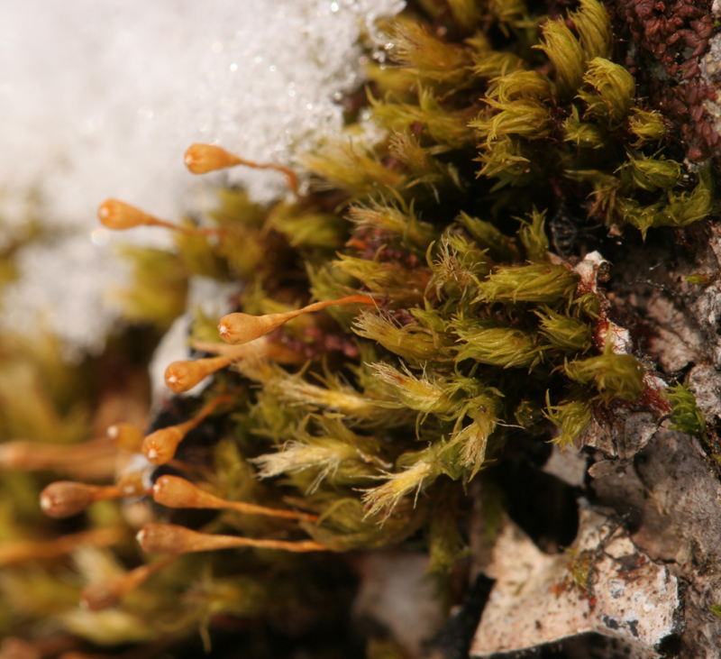 Ulota coarctata