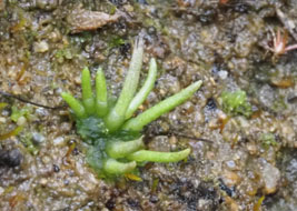 Anthoceros macounii. - Photo : Marc Chantal.