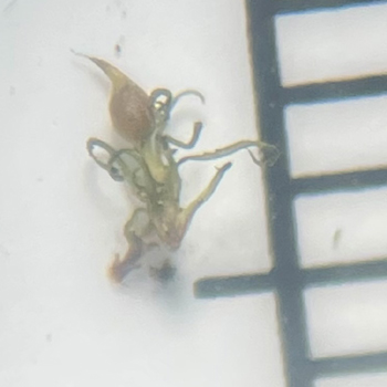 Weissia phascopsis