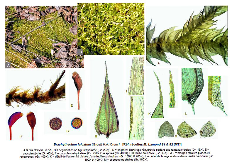 Brachythecium falcatum