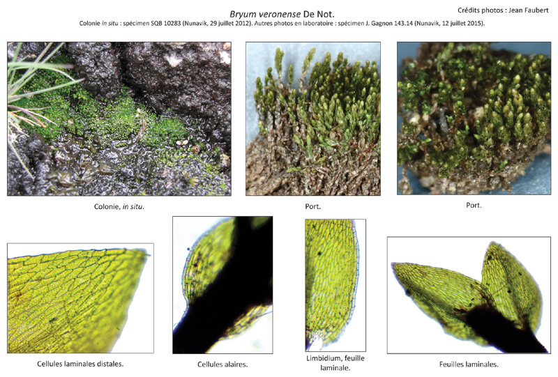 Bryum veronense