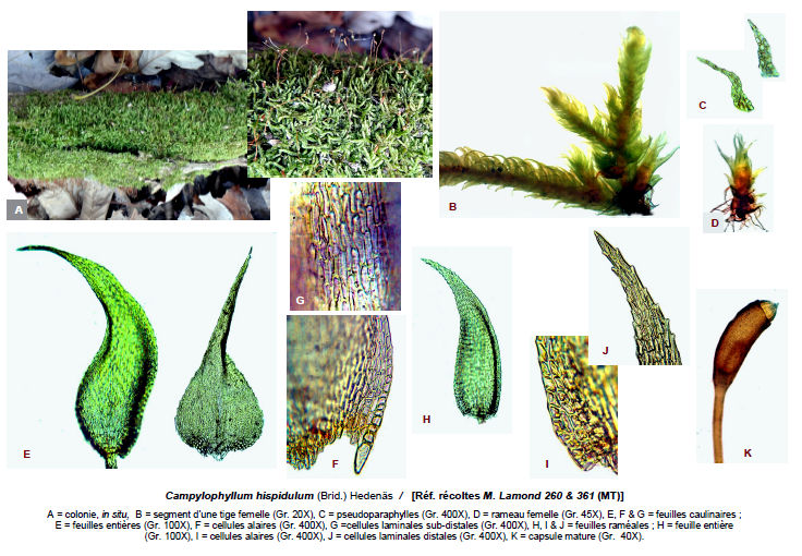 Campylophyllum hispidulum