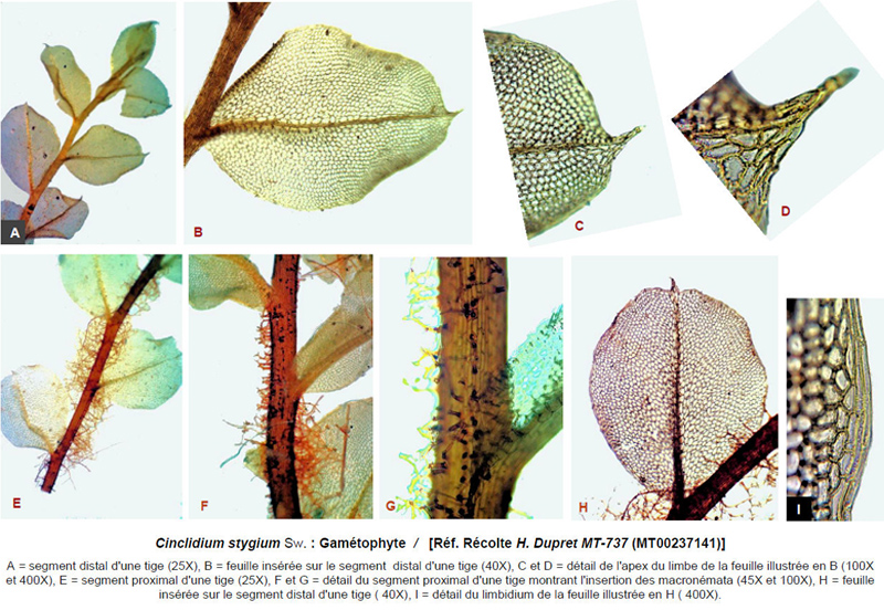 Cinclidium stygium