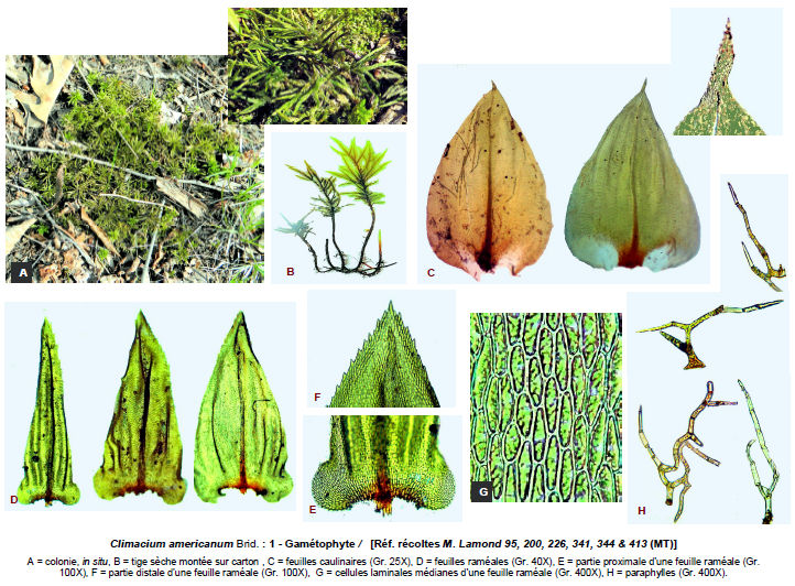 Climacium americanum