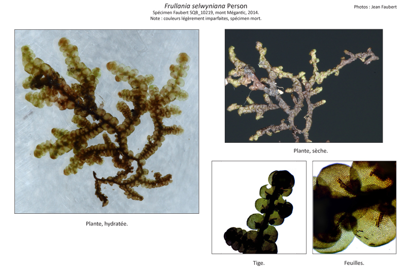 Frullania selwyniana