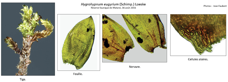 Hygrohypnum eugyrium