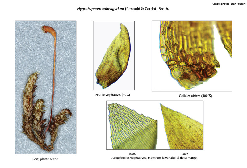 Hygrohypnum subeugyrium
