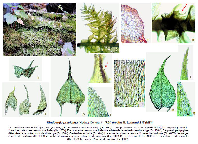 Kindbergia praelonga