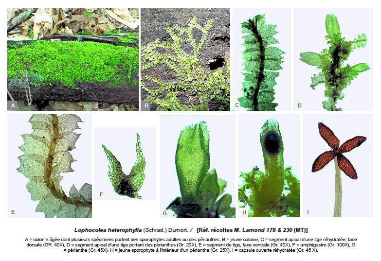 Lophocolea heterophylla