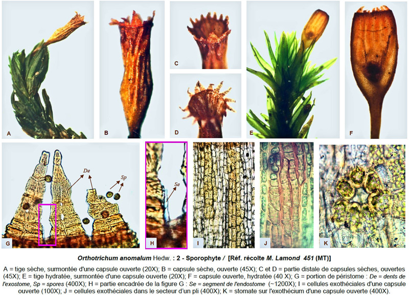 Orthotrichum anomalum