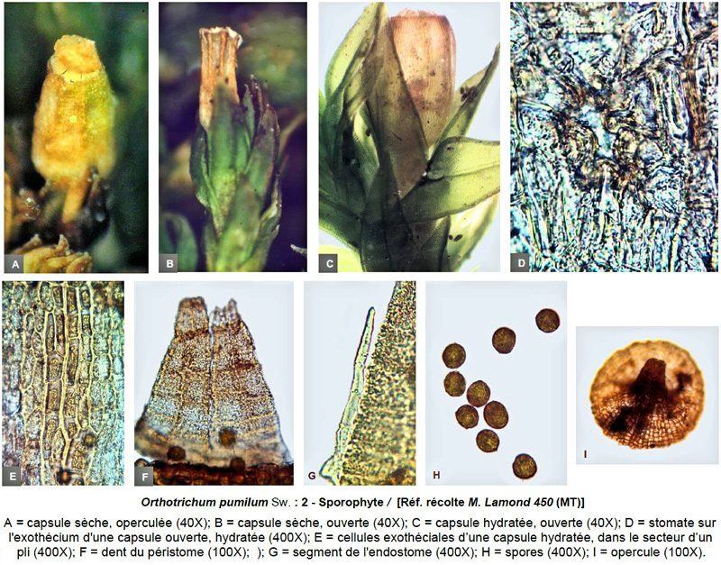 Orthotrichum pumilum