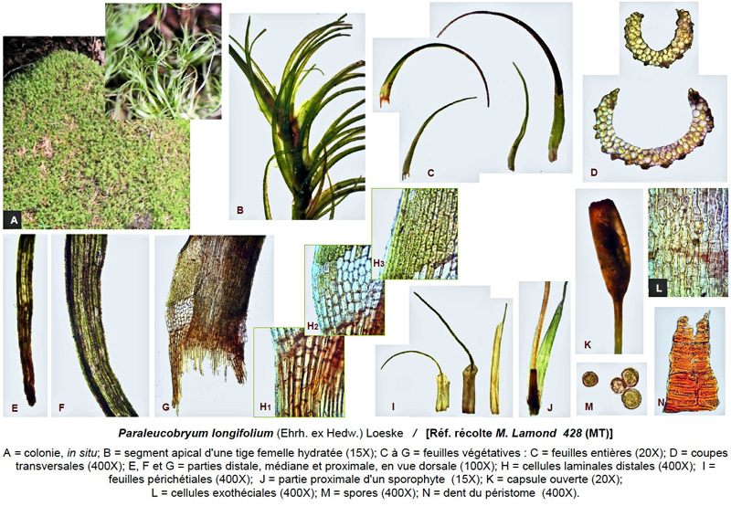 Paraleucobryum longifolium