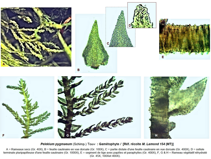 Pelekium pygmaeum