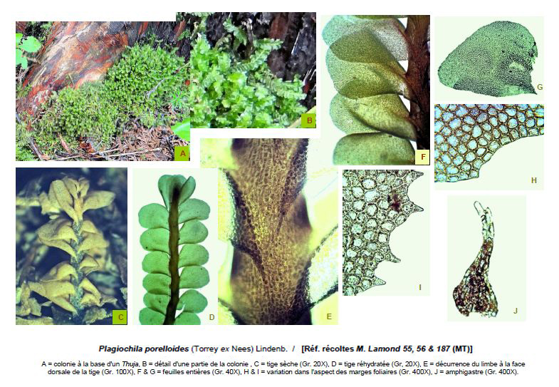 Plagiochila porelloides var. porelloides