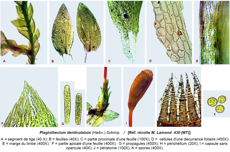 Plagiothecium denticulatum