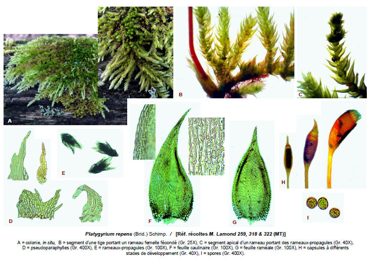 Platygyrium repens
