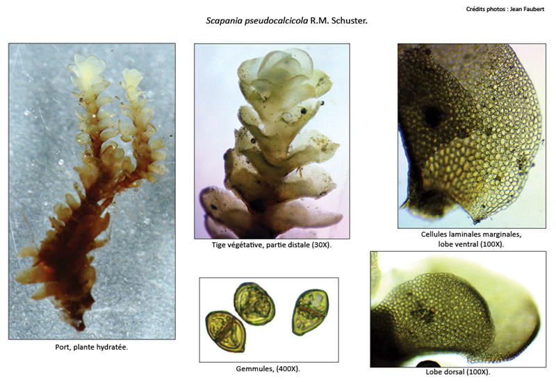 Scapania pseudocalcicola