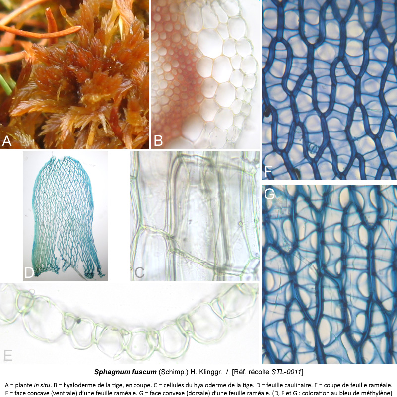 Sphagnum fuscum