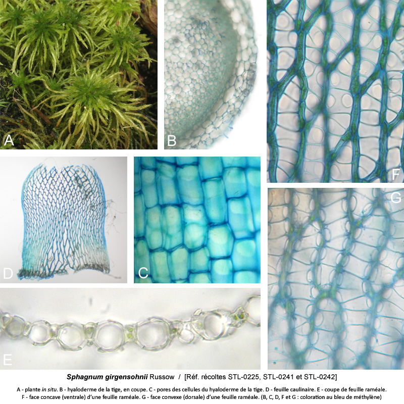 Sphagnum girgensohnii