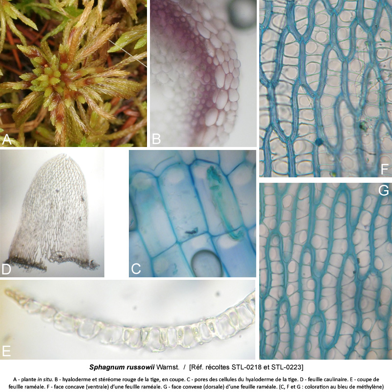 Sphagnum russowii