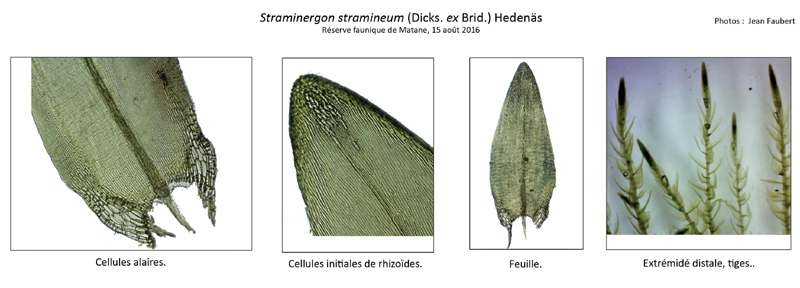 Straminergon stramineum